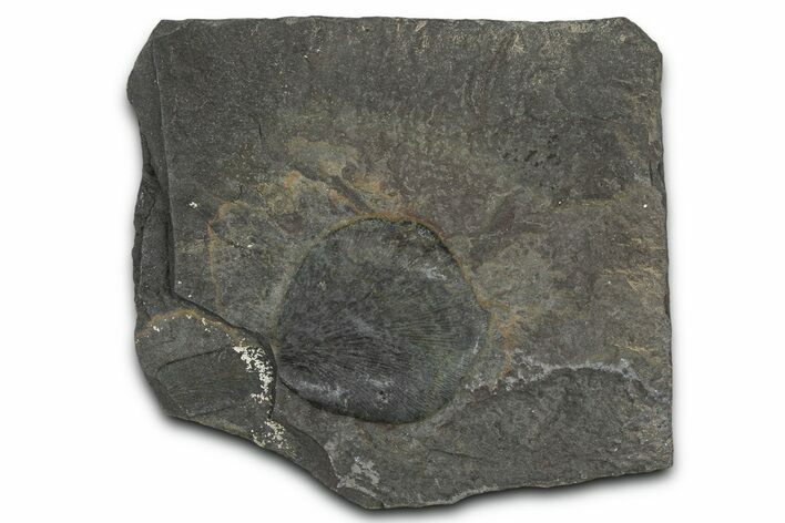 Fossil Seed Fern (Macroneuropteris) Plate - Pennsylvania #368187